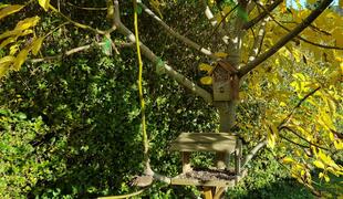Der Walnussbaum ist der Vogelfutterplatz im Garten
