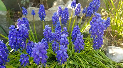 Die blauen Blüten stehen schön vor den Steinen im Steingarten