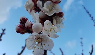 Aprikosenblüte im Februar