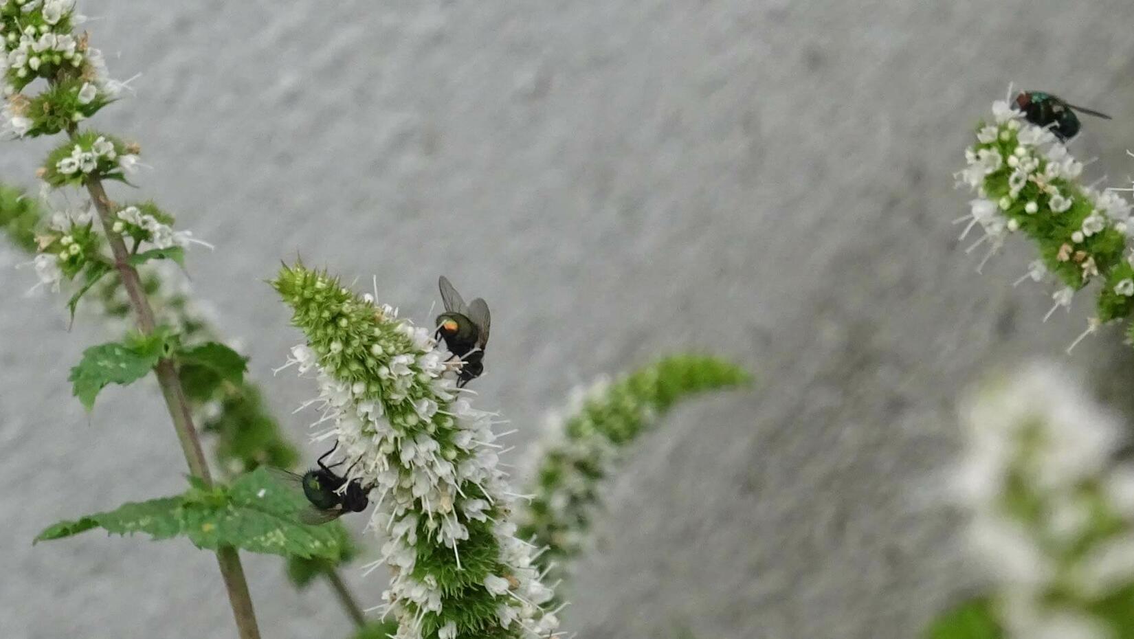Lauter Fliegen auf der Minze Kraut und Garten