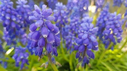 Hübsche kleine blaue Blütenkelche