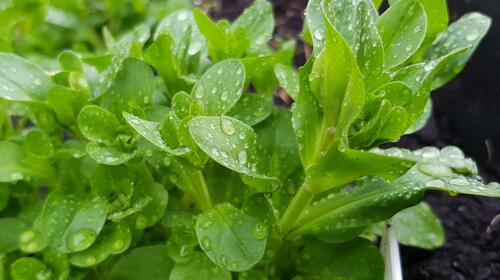 Feldsalat im April