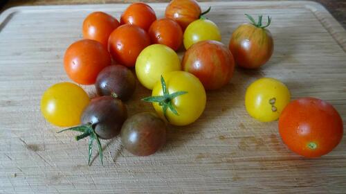 Mischung von Tomaten