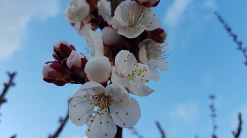 Aprikosenblüte im Februar