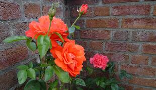 Sensationell orange Farbe einer Rose