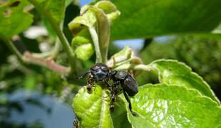Käfer und Ameisen kämpfen um den Platz auf dem Apfelbaum