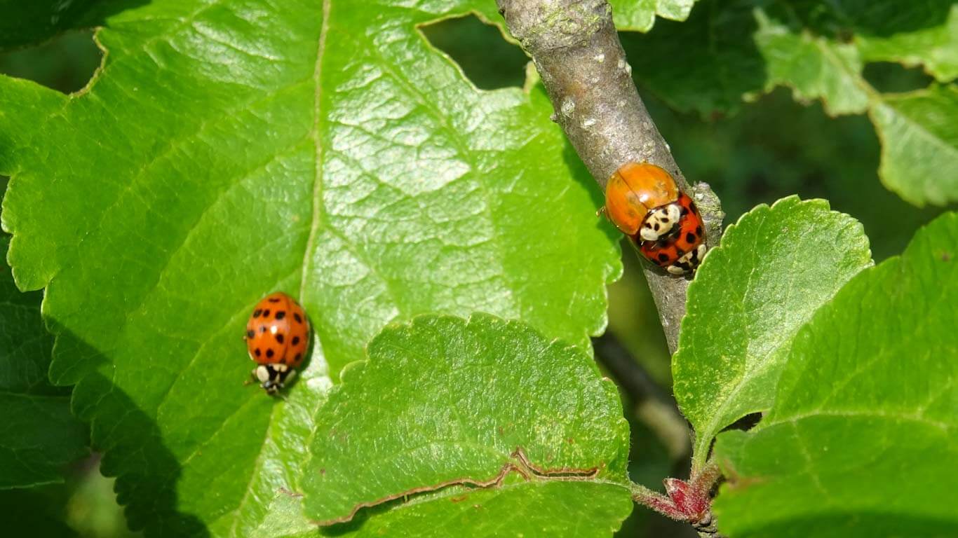 Ein Fest für Marienkäfer im Apfelbaum - Kraut und Garten